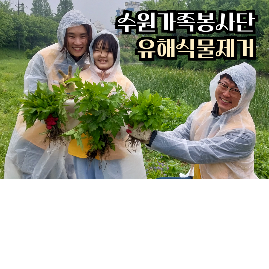 2025 수원가족봉사단 '생태교란 유해식물제거'